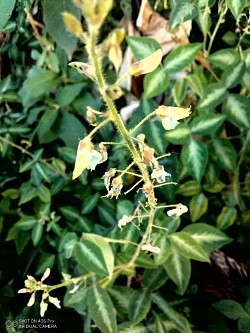 Silver desmodium