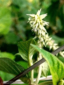 Devil's thorn whip
