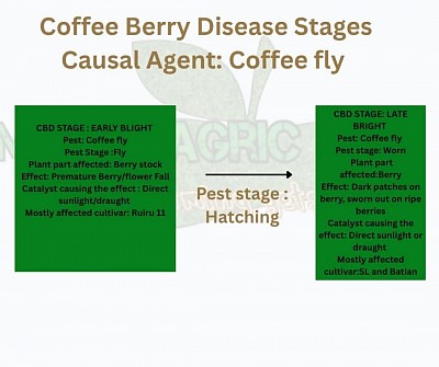 Coffee Berry disease stages